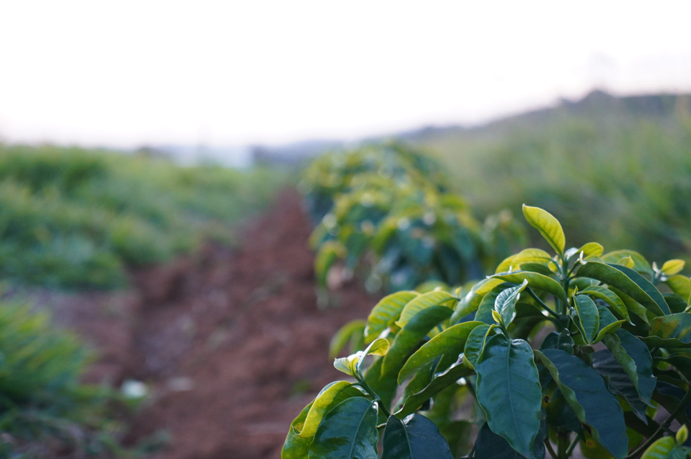 Ein System muss neu gedacht werden: Kaffeeanbau in Brasilien